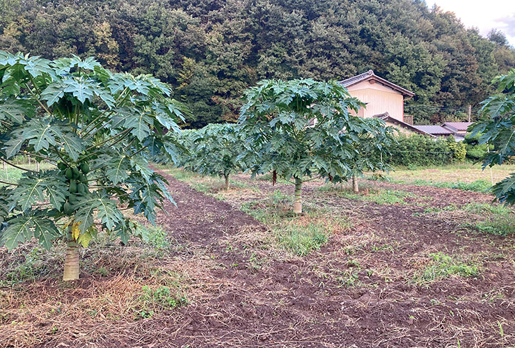 青パパイヤ事業 class=